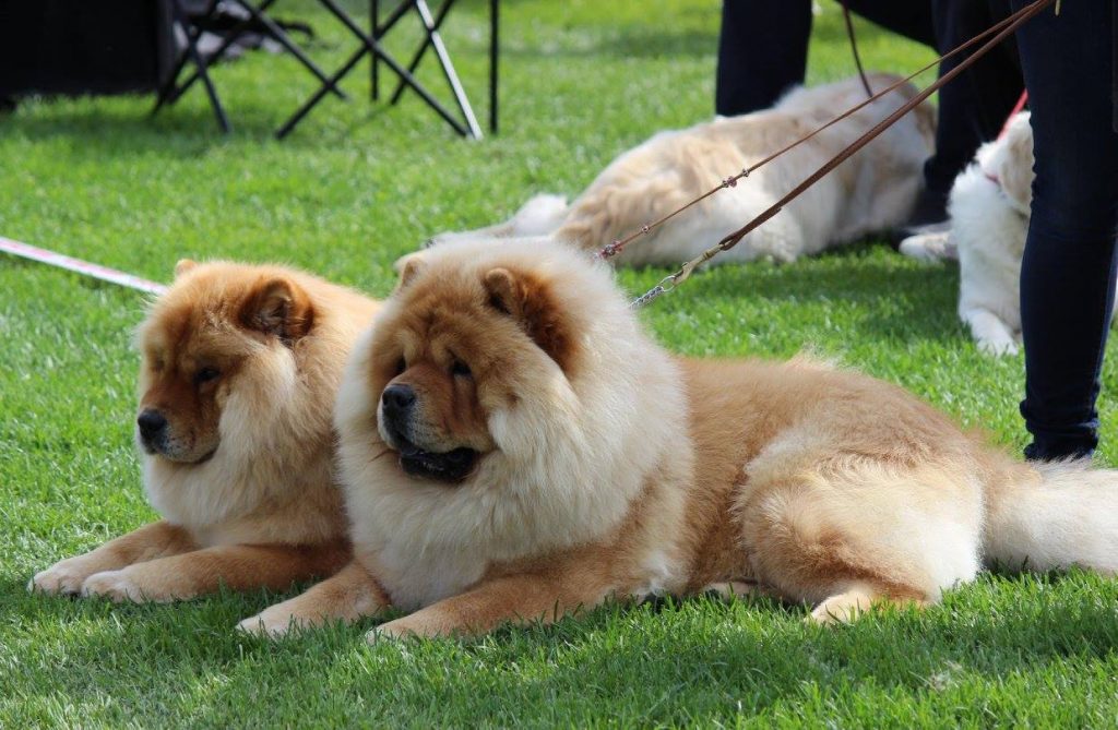 Arkisto – Näyttelytulokset – Chow chow – enemmän kuin koira